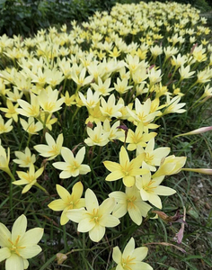 黄色风雨兰种球p黄韭兰盆栽地栽绿植包邮
