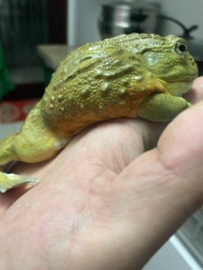 非洲牛蛙 体长13 去年年初苗子 应该是母 只限齐齐哈尔自提