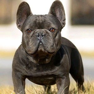 出售 纯种法国斗牛犬幼崽黑色法斗犬