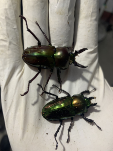 a1282416471淘宝彩虹锹甲印尼金锹独角仙宠物甲虫幼虫成虫彩色锹形