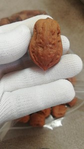 【东北野生秋子异形】0234/0235