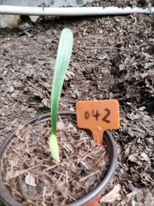 毛兰君子兰原生