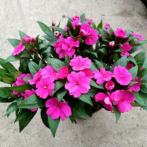 桑蓓斯凤仙洋凤仙开花不断耐热花卉盆栽庭院阳台带花花苞基地直销