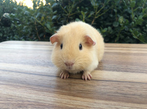 奶黄色荷兰猪活体活物豚鼠奶黄色奶油荷兰猪短顺英短顺毛荷兰猪宝