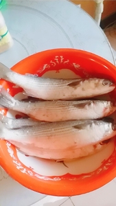 鲜活梭鱼野生红眼梭子鱼新鲜乌鲻鱼乌头海捕海鱼水产白眼鱼丁鲜