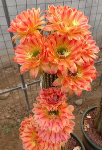 000人付款淘宝曙光毛花柱开花稀有精品仙人球仙人掌实生超大y席克