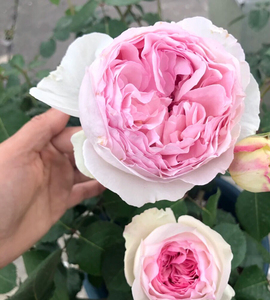 伊芙乙女心月季花,大花浓香包子型,月季花的贵族,香味特别好闻