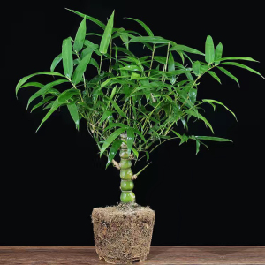 佛肚竹 葫芦竹 罗汉竹 大肚竹子 室内新品花卉盆栽 小叶微.