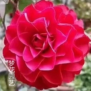 叠红玫瑰茶花:稀少珍贵品种室内外观花观叶绿植花卉盆栽【福建龙