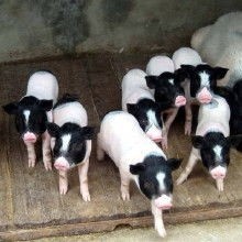 散养藏香猪20-30斤，巴马香猪苗，怀孕母猪，猪崽，小猪，商