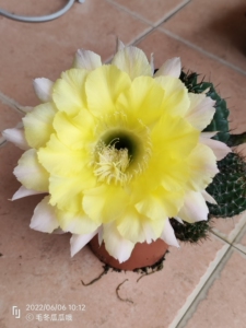 实生仙人球彩草,64号出售侧芽