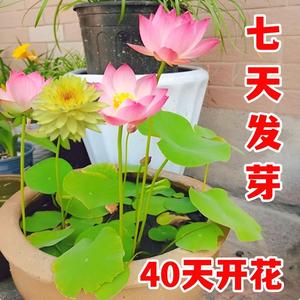 碗莲种子荷花根茎带芽小微型水培植物睡莲花苗庭院室内养花卉盆栽