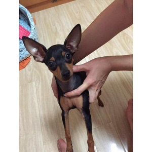 纯种小鹿犬幼犬活体宠物小鹿犬幼崽铁包金鹿犬小体茶杯吉娃娃狗狗