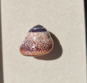 蓝雨蜗牛,印尼产陆贝蜗牛.少见特殊色,带采集信息