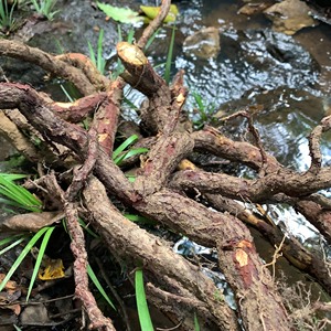 纯野生血风藤根 青藤根 纯根发货 潮汕地区叫做乌多年根就是这