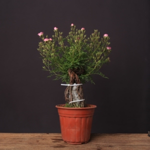 920人付款淘宝22姬蔷薇日本韩国进口品y种小品盆景盆栽红花白花阳台