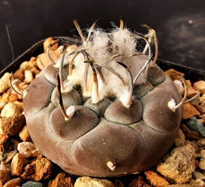 000人付款淘宝娇丽 无刺冬云 实生 仙人球luanluan0138同款货源