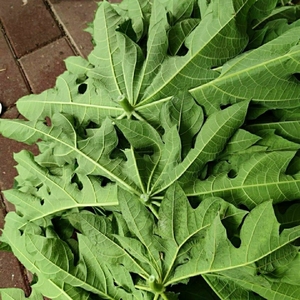 现摘生鲜木瓜叶梗番木瓜叶梗新鲜500克包邮