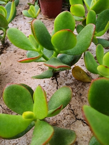 黄金花月一物一拍