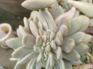 00tb654264408淘宝奶酪缀,三日月美人缀化,老桩缀,这个缀的非常紧凑