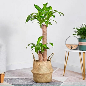 巴西木大盆栽高档