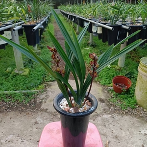 新浦望月3苗带2花剑特价260元漏!墨兰原生老品种,有喜欢这