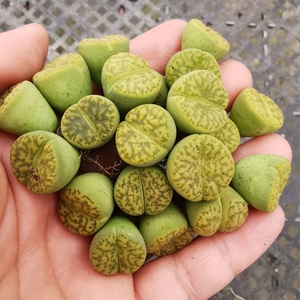 【黄鸣玄8颗装】生石花屁股花 柘榴玉阳台石头花迷你肉肉黄明玄