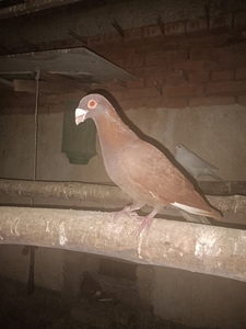 出售大红袍大鼻子信鸽一只右脚有点小遐思嫌弃勿扰!标价就是卖价