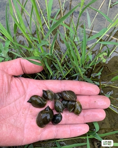 地图螺飘螺草螺原生螺冷水螺水蜗牛薄壳螺狗头豚乌龟活饲料水蛭开