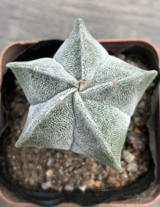 五角白沙鸾凤玉 实生仙人球小盆栽 3-4cm 裸根不带土 满