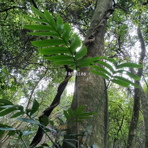 麒麟叶麒麟尾上树龙飞天蜈蚣百足藤爬树龙盆栽观叶植物