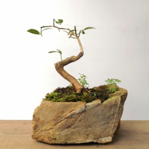 00tb507602769淘宝日本yr金豆熟桩老桩浙江山桔盆景办公室小品净化