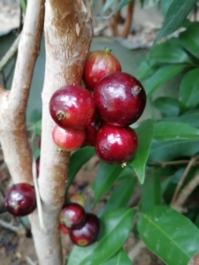 大巨红水晶嘉宝果,新年福利888元广东省内包邮,正宗台湾引进