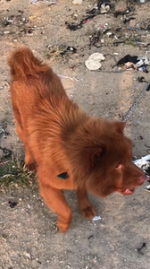 金钱尾东莞五红犬种公,一岁半体重52斤,潮汕土狗金钱尾五红犬