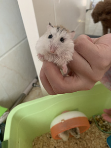 00流觞火花淘宝仓鼠活体小老鼠银狐三线紫仓布丁奶茶一线老公公老