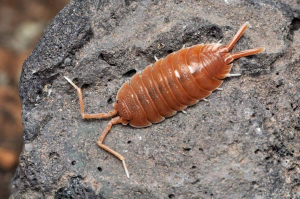 宠物 鼠妇 西瓜虫