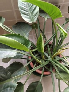 红苞喜林芋两颗一起出单独盆