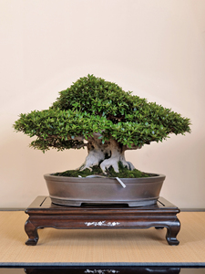 皋月杜鹃-晃山矮霸