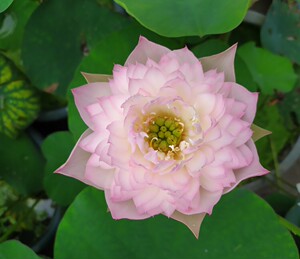 微型碗莲 处子落 小苗发货,40包邮