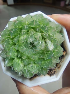 翠云玉露锦母本,带花剑,7厘米盆完美极上斑锦