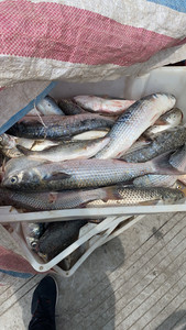当天海捕野生子鱼鲻鱼新鲜乌头鱼鲫鱼海鲻梭鱼海鲜
