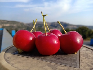 一箱10元,西安特色海红果汁,紧急处理,量大优惠