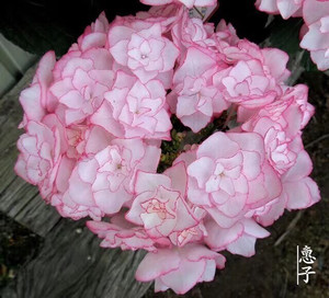新品绣球惠子小姐重瓣大花可调色矮胖型盆栽花苗小苗12一棵断货