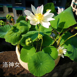 碗莲 洛神女 白玉 玉玲珑2号 小洒莲 小碧玉 小金莲