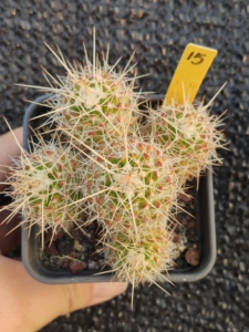 实生超刺白蛇丸乳突仙人球 白刺白毛 根系发达 一物一拍