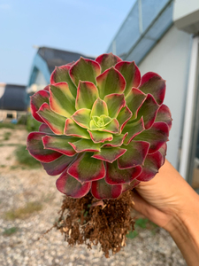 荷兰圆叶锦 安娜法师 单头 带小杆子 很健壮 基因好