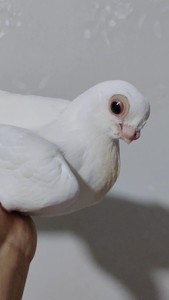 890人付款淘宝有新疆翻翻   有疆系蓝毛黑头  信鸽  豆眼白   短嘴瓦