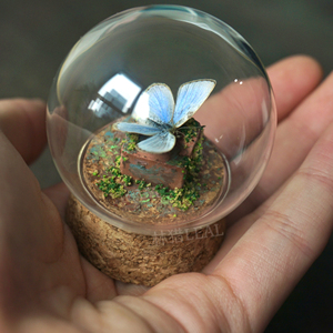 标本相框真蓝色稀有摆件礼物生日幼儿园展示框挂画昆虫摄影翅330人