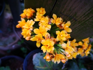 长寿花枝条 琳达 复瓣,因季节原因不确定带花苞和花,1.5元