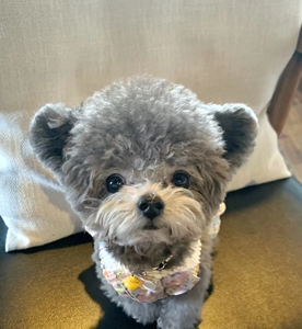 灰泰迪幼犬茶杯飞耳长不大,自己家楼房养的,保健康,苹果脸爆毛